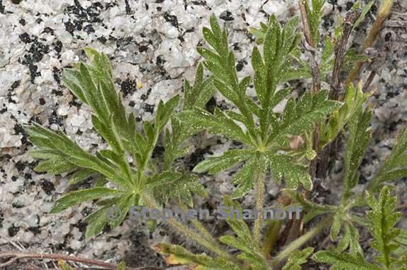 potentilla gracilis var flabelliformis 3 graphic